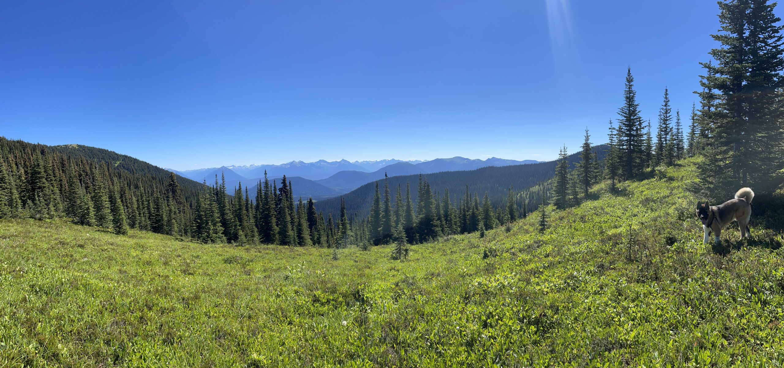Buggy Yellowhawk Trail